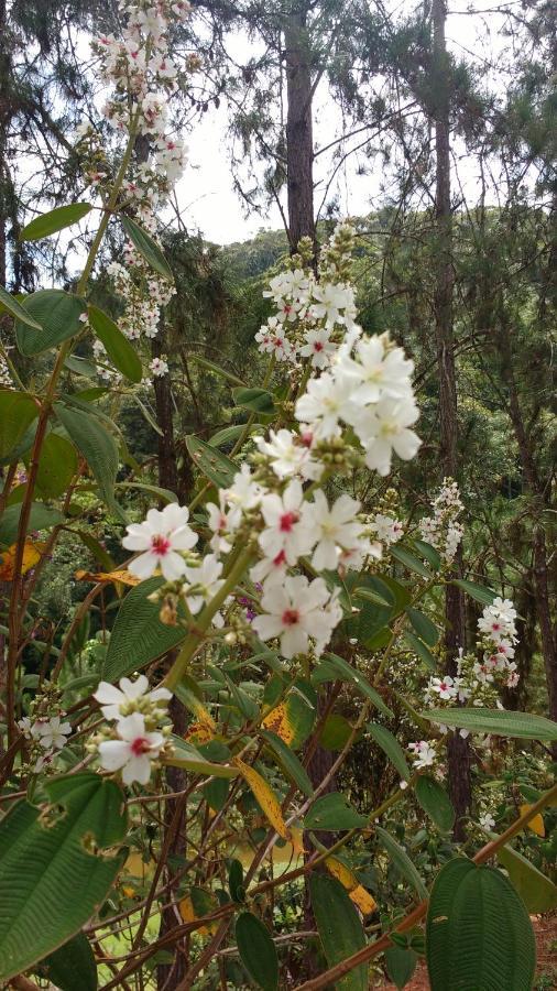 מרשל פלוריאנו Sitio Cachoeirinha - Araguaia מראה חיצוני תמונה