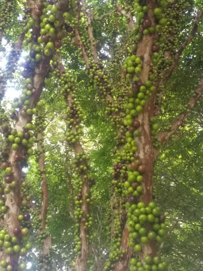 מרשל פלוריאנו Sitio Cachoeirinha - Araguaia מראה חיצוני תמונה